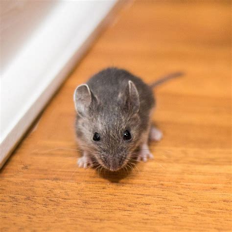 Mouse in a house. Things To Know About Mouse in a house. 